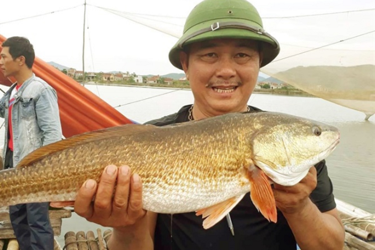 Những sự thật phía sau giá trị khủng của cá sủ vàng