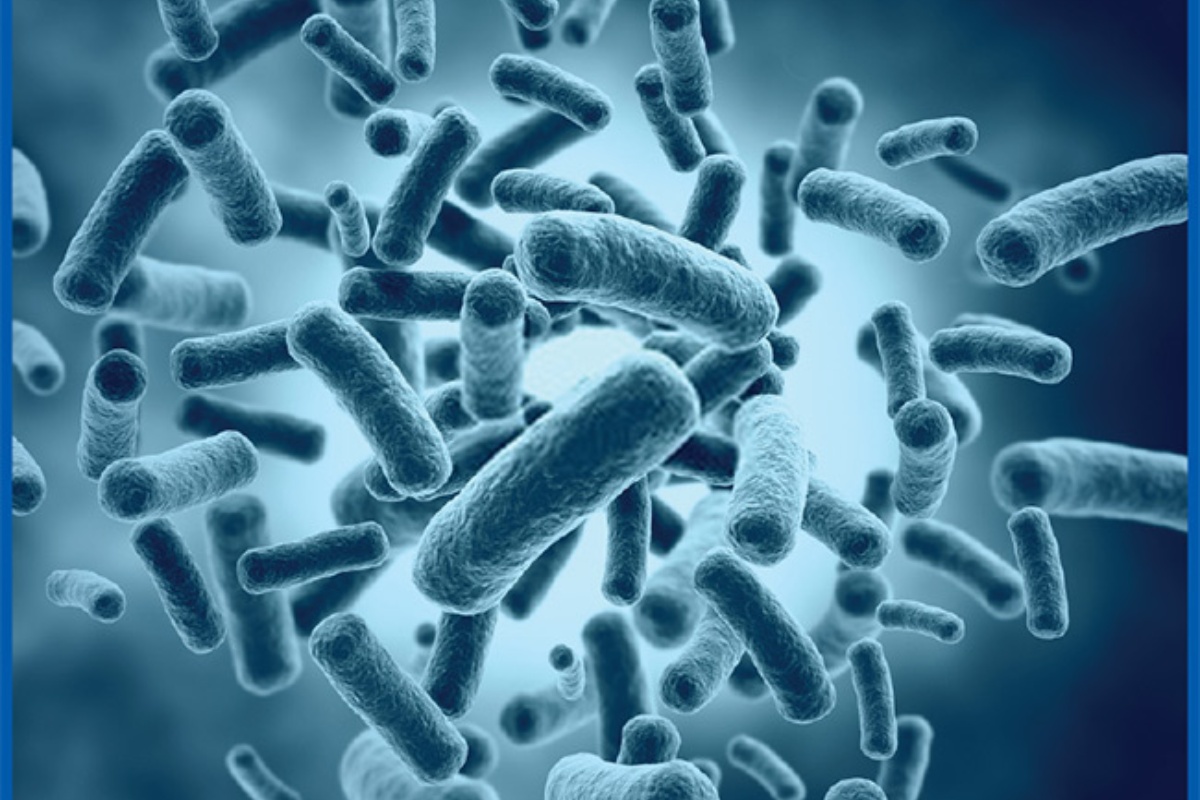 Chủng vi sinh Bacillus xuất hiện trong nhiều dòng men vi sinh thủy sản