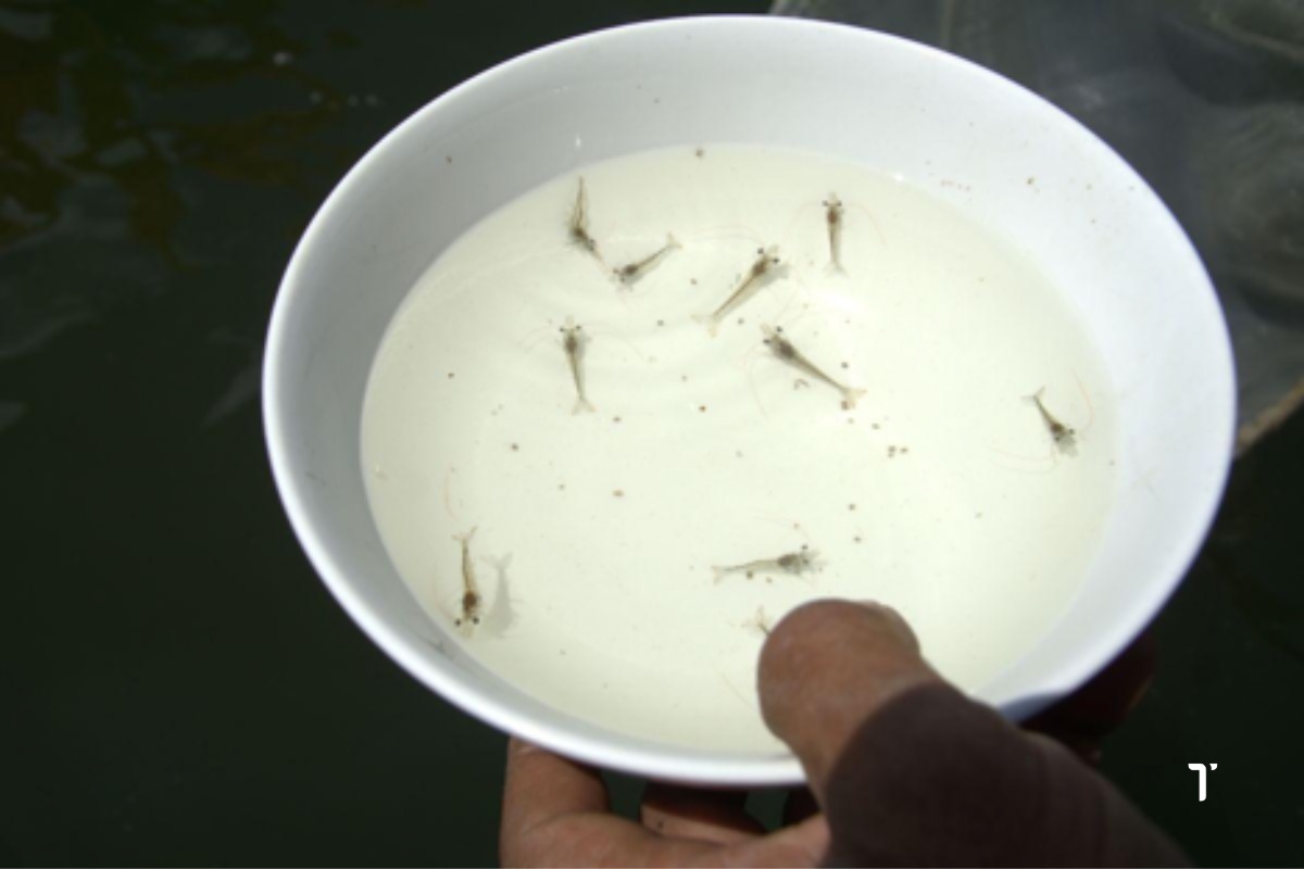 Tôm giống khỏe – nền tảng cho vụ nuôi thành công