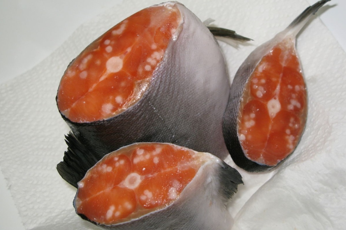 Hải sản sống tiềm ẩn nhiều nguy cơ nhiễm ký sinh trùng