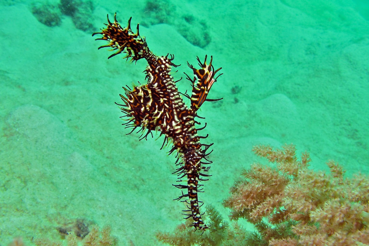 Cá dao cạo là một sinh vật biển hết sức độc đáo