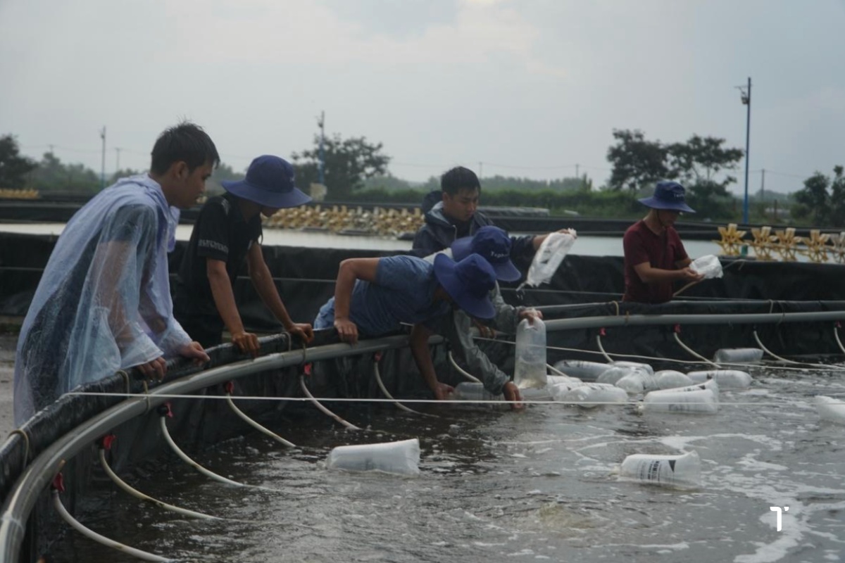 Bão lớn làm ao tôm mất cân bằng, nguy cơ dịch bệnh tăng