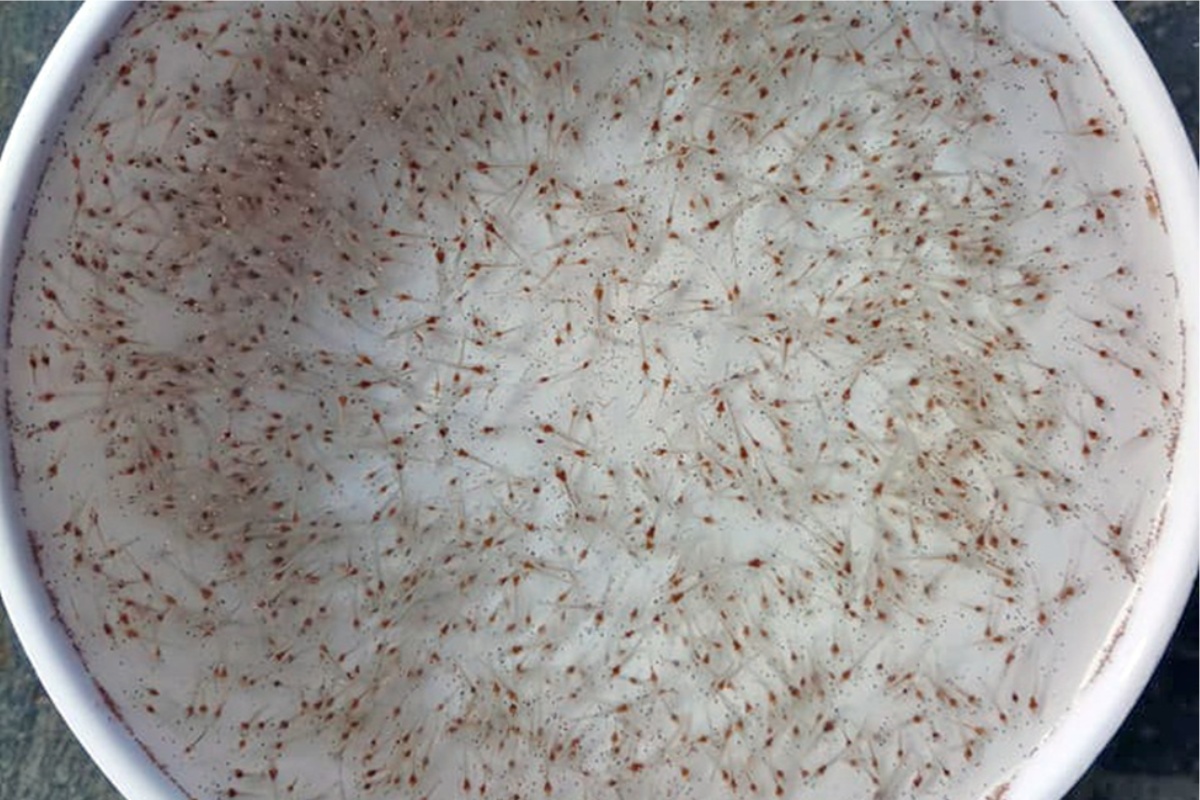 Thả tôm giống đúng kỹ thuật để nâng cao tỷ lệ sống