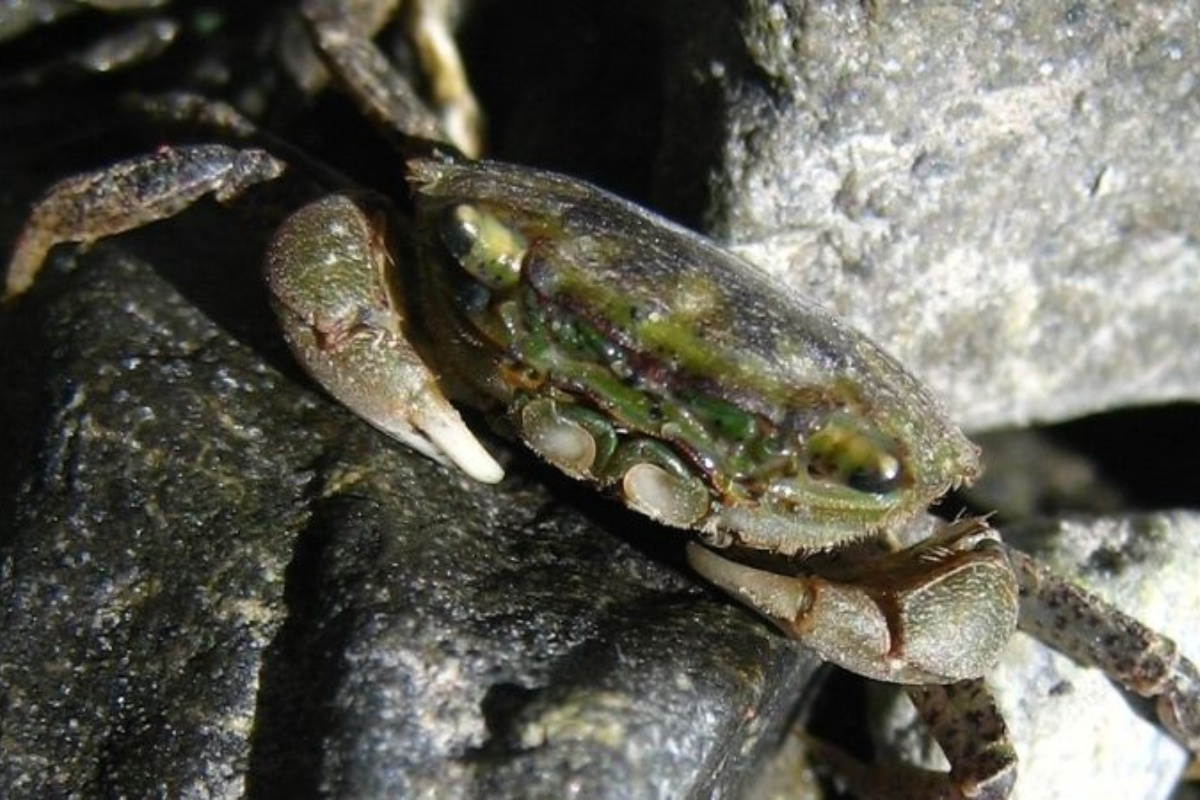 Con rạm là 1 loài giáp xác quen thuộc ở đồng ruộng Việt Nam