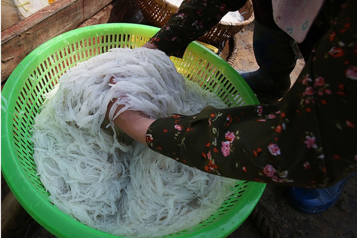 Cá ngần sông Đà