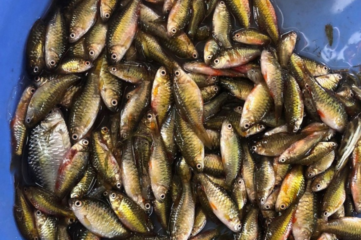 Cá cấn đã từ lâu là 1 món ăn quen thuộc của người dân vùng sông nước