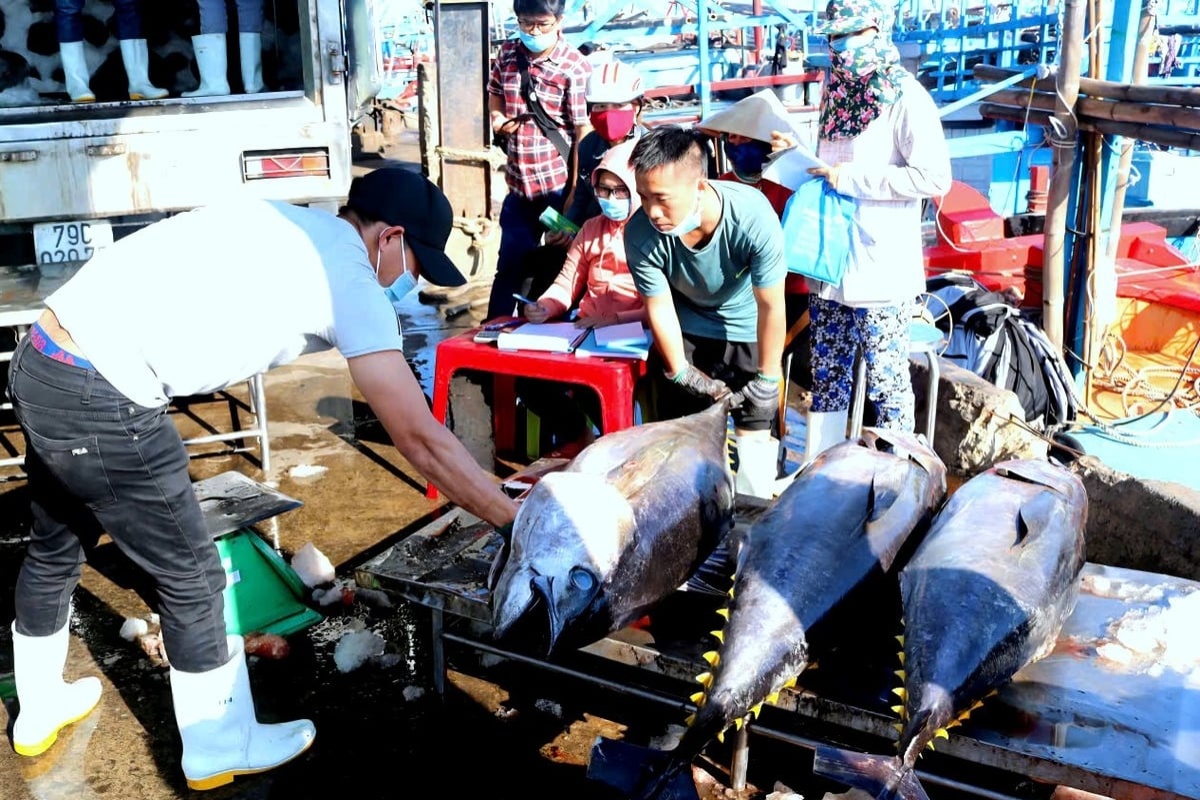 Yêu cầu khai thác biển hiện nay phải được báo cáo và giám sát đầy đủ, nhất là khai thác cá ngừ và cá thu bằng lưới rê