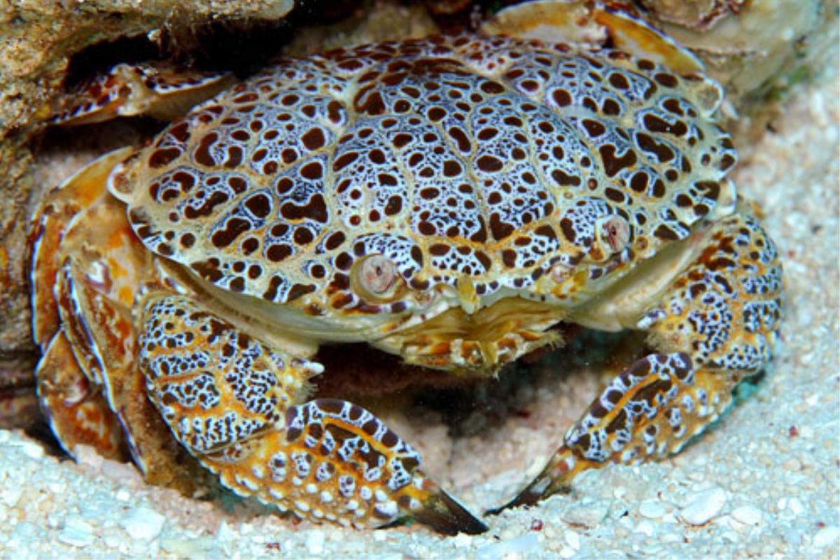 Cua độc thường có màu sắc bắt mắt