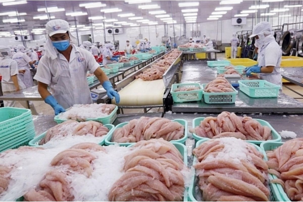 Chế biến cá tra