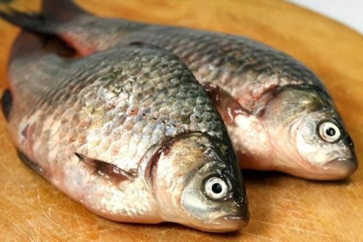 Cá diếc là 1 loài cá quen thuộc tại Việt Nam