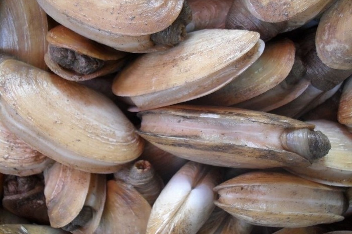 Tu hài là loài nhuyễn thể độc đáo