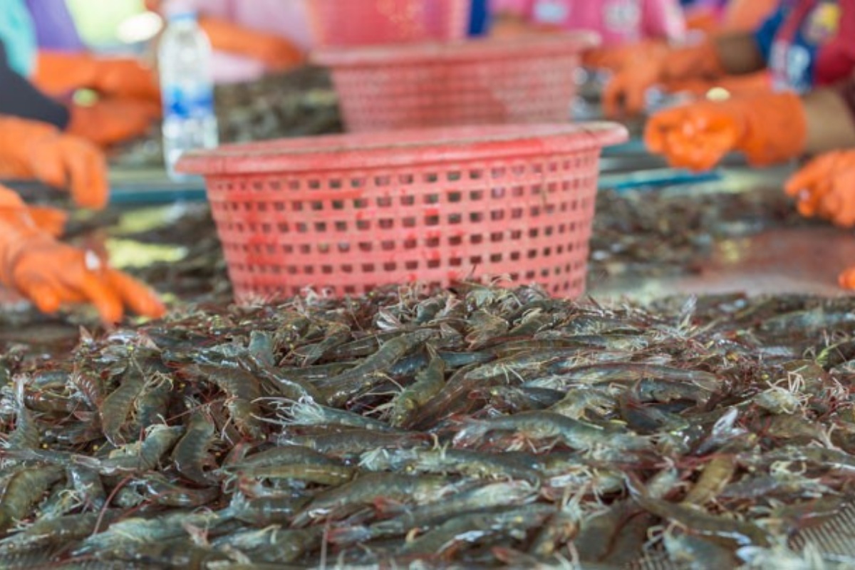 Xuất khẩu thủy sản Việt Nam trong 7 tháng đầu năm 2025 ghi nhận những con số tăng trưởng khả quan