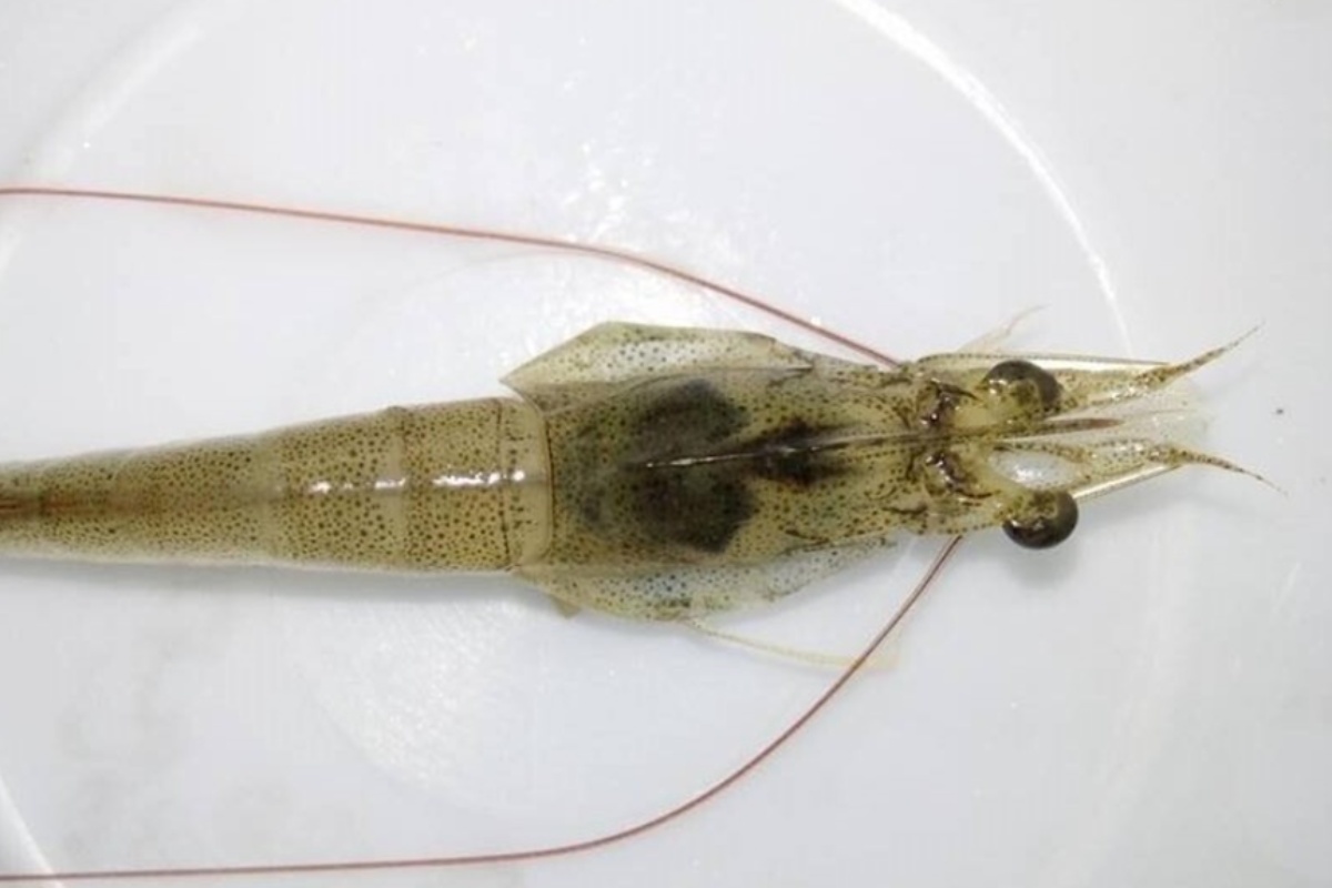 Hiện tượng tôm bị vểnh nắp mang ảnh hưởng lớn đến nhiều vùng nuôi