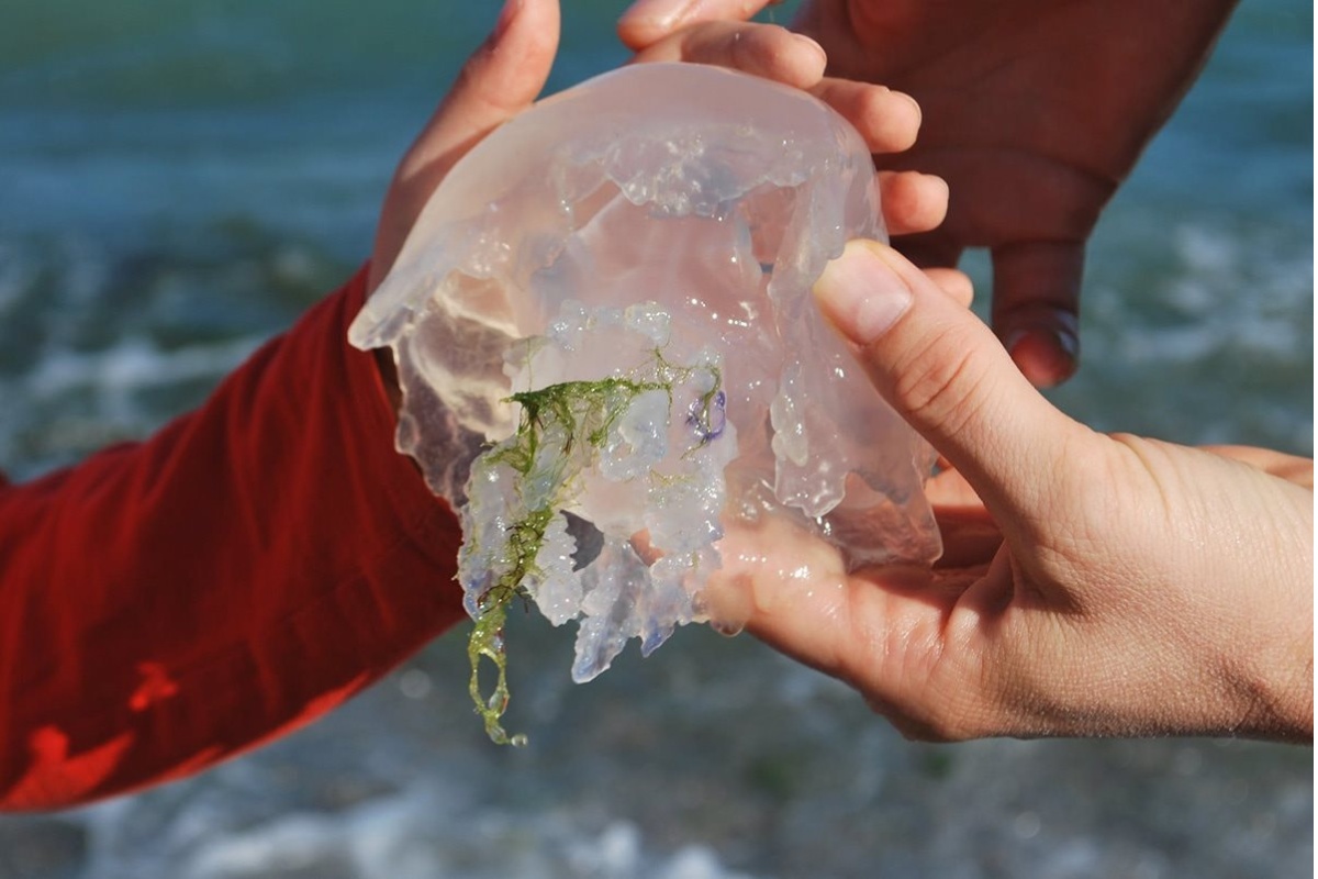 Sứa có thể gây độc