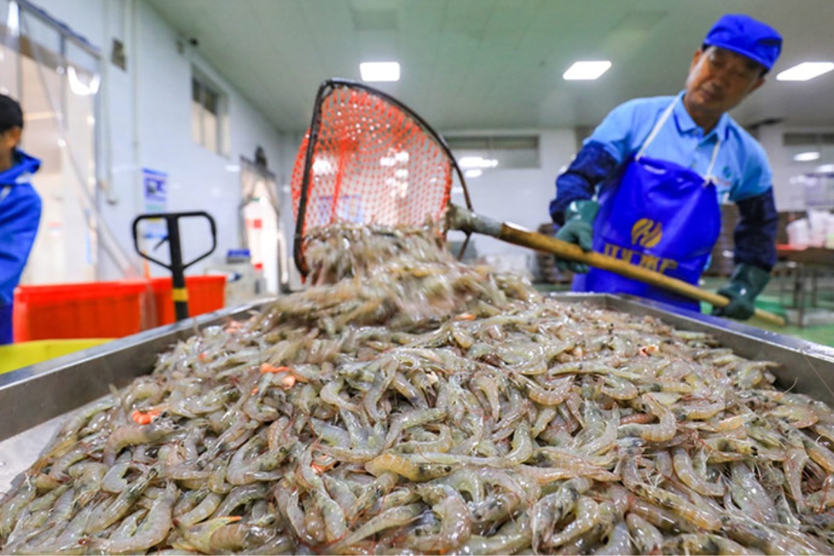 Ngành tôm sẽ là một trong những lĩnh vực đầu tư bền vững hàng đầu trong 25 năm tới