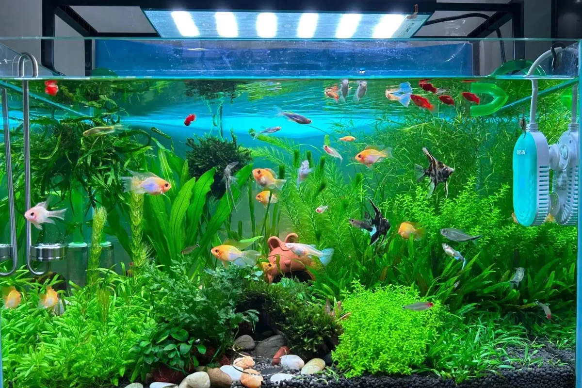 Cần chuẩn bị những yếu tố nền tảng cho 1 bể cá đẹp