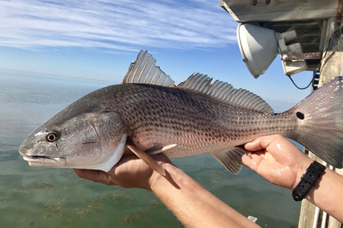 Hành trình phát triển của cá hồng Mỹ tại Việt Nam