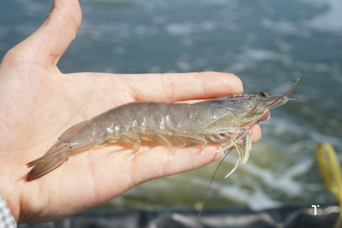 Tôm có ngủ hay không?