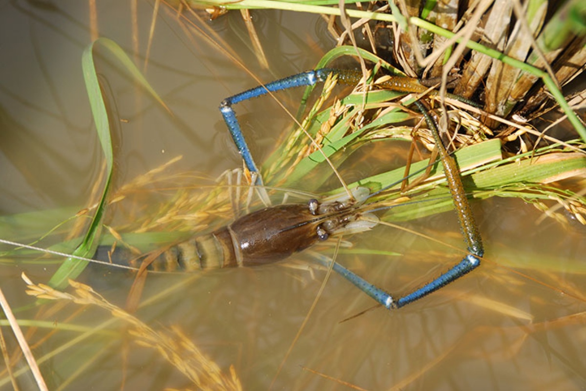 Nuôi tôm càng xanh toàn đực