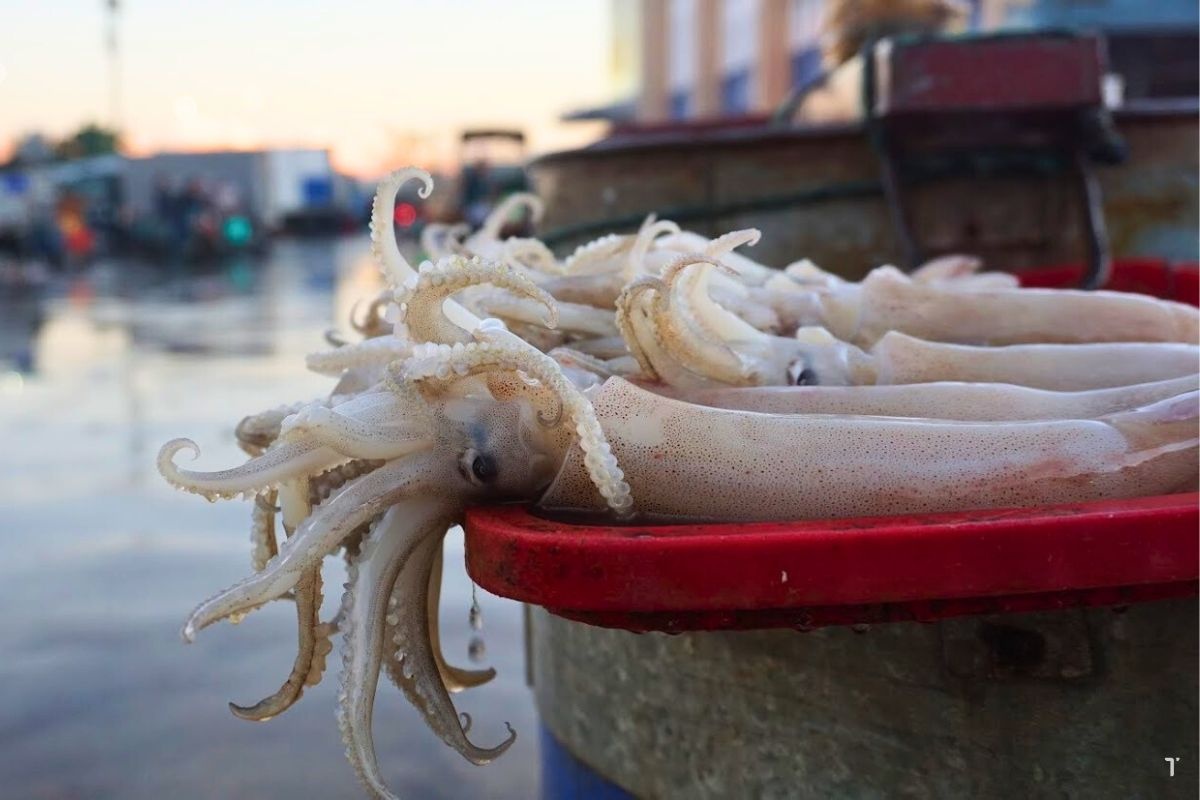 Kinh tế biển đang là chiến lược phát triển bền vững. Ảnh: Tepbac