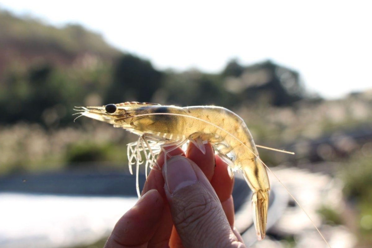 Quản lý tốt hàm lượng oxy giúp tôm phát triển ổn định và hạn chế rủi ro