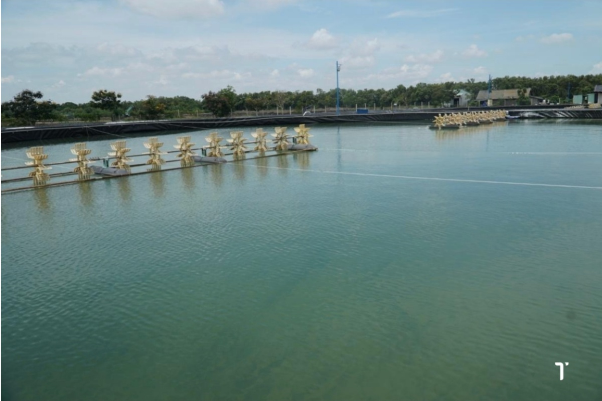 Màu nước ao nuôi phản ánh sức khỏe của hệ sinh thái và tình trạng tôm