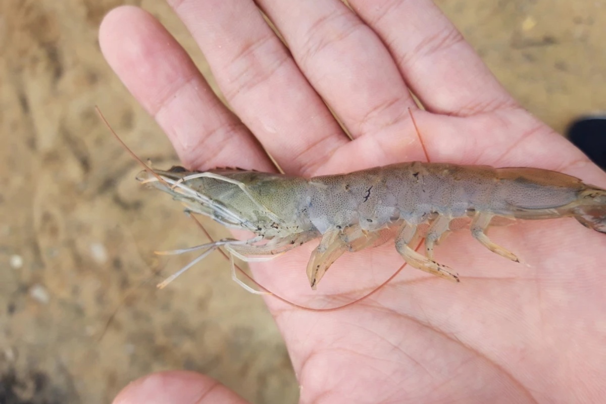 Tổn thương ở râu tôm có phản ánh yếu tố về bệnh lý của tôm