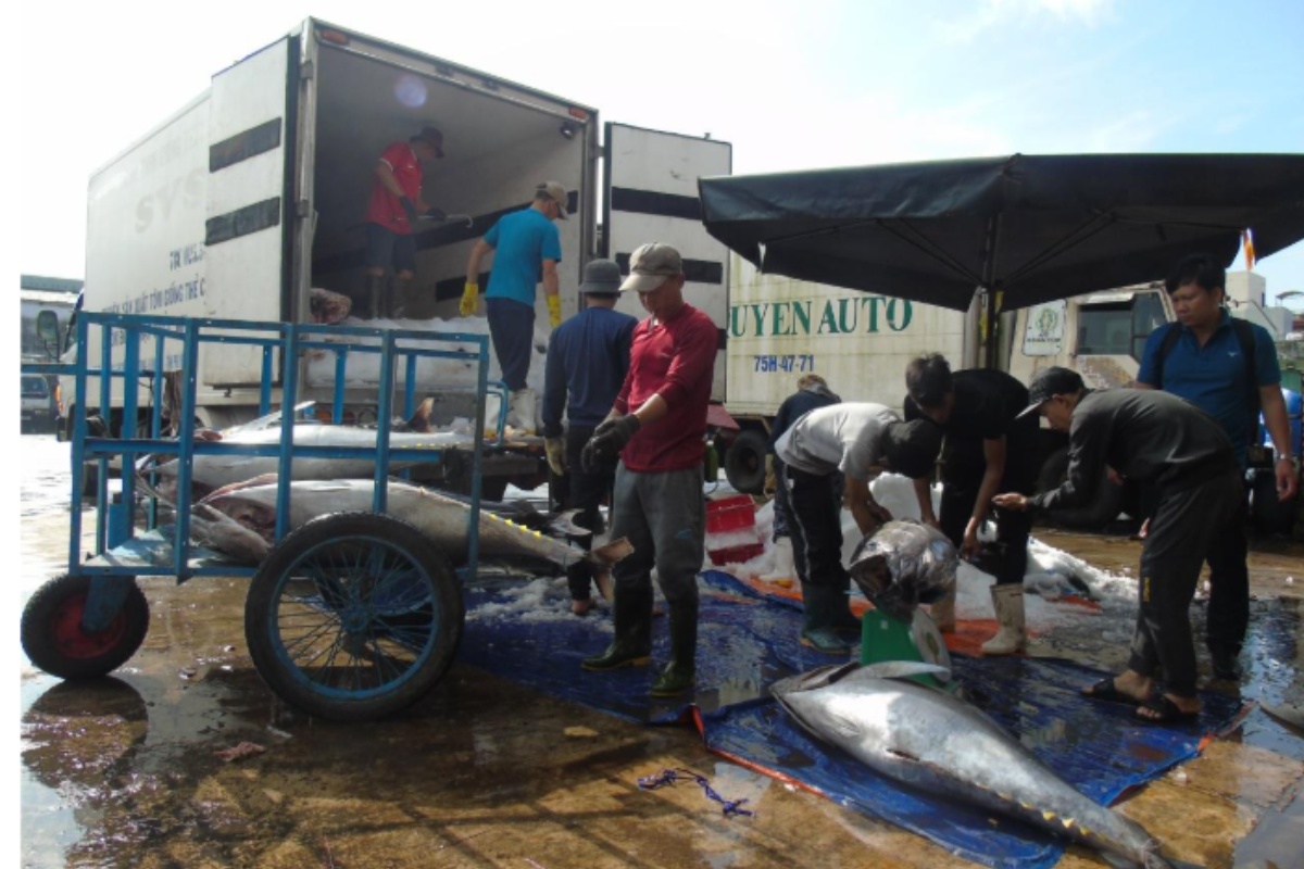 MSC có giá trị như giấy thông hành, đảm bảo sản phẩm an toàn và là thương hiệu bảo hộ cho cá ngừ Việt Nam