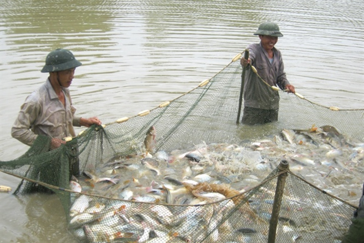 Người dân xã Việt Lập (tỉnh Bắc Giang) thu hoạch cá