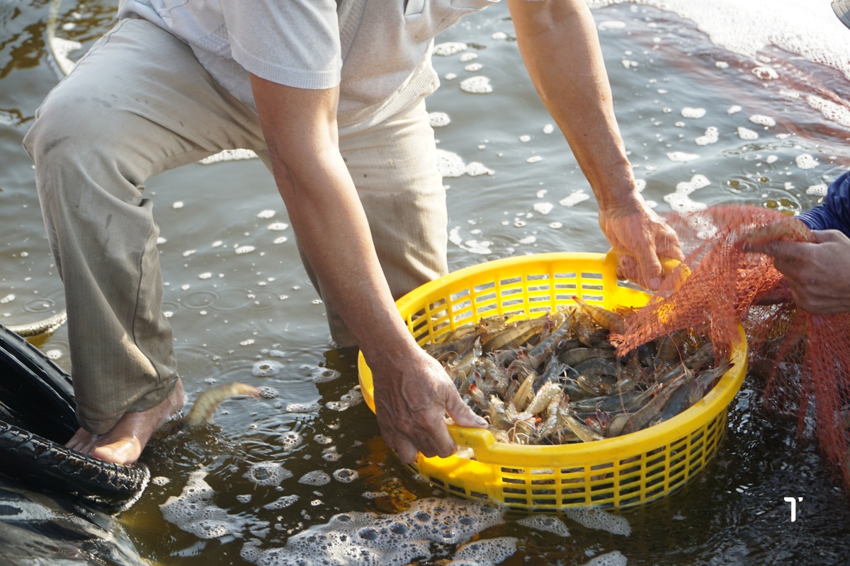 Một chế độ dinh dưỡng hợp lý, khoa học giúp nâng cao khả năng chống chịu của tôm trước các tác động bất lợi