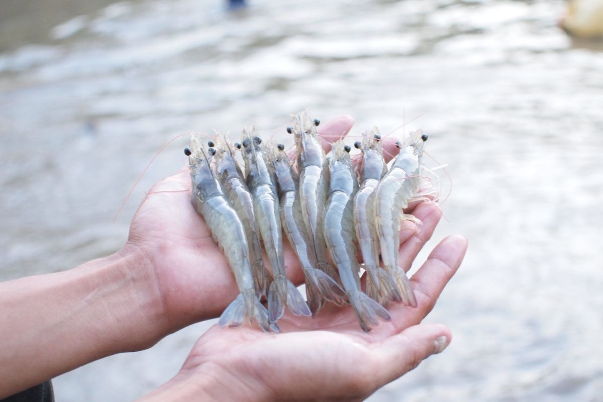 Mật độ nuôi ảnh hưởng đến năng suất vụ nuôi