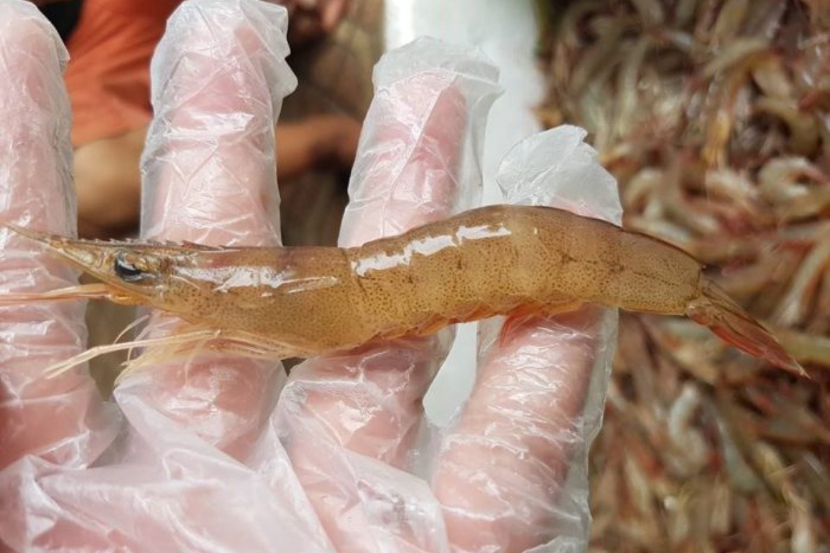 Tôm rảo là 1 loài tôm được ưa chuộng trên thị trường nội địa