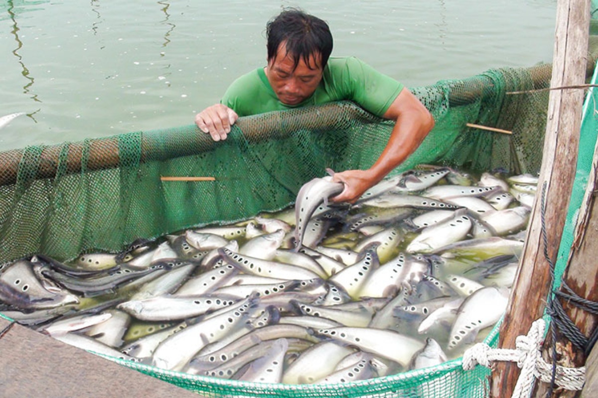 Cá thát lát sinh trưởng tốt ở đồng bằng sông Cửu Long