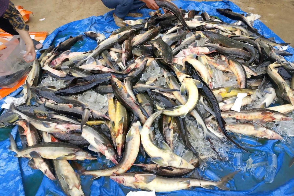 cá tầm măng đen