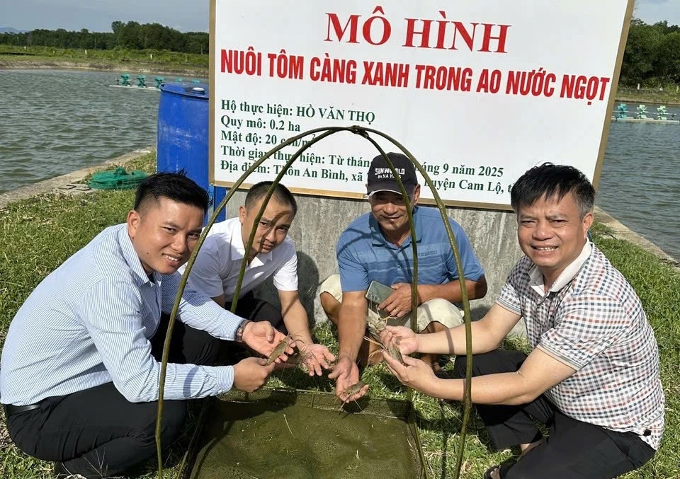 nuoi tôm càng xanh