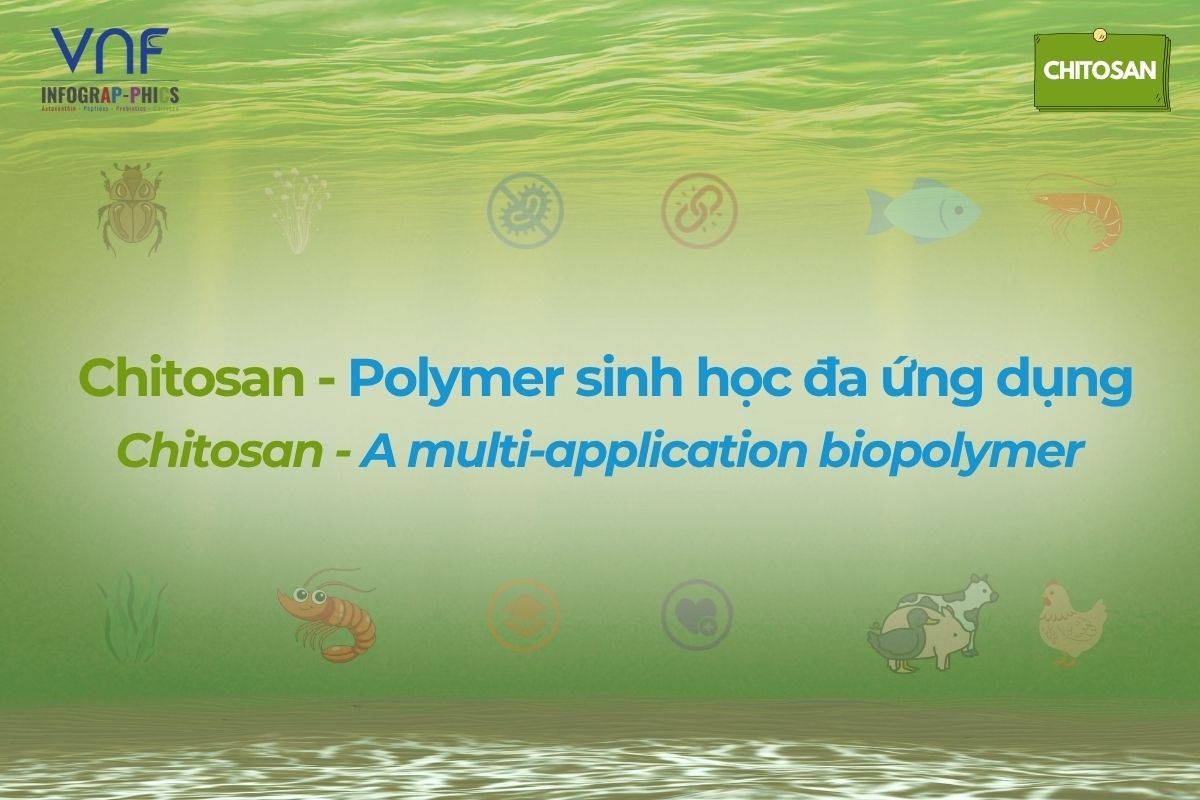Chitosan – Polymer sinh học đa ứng dụng
