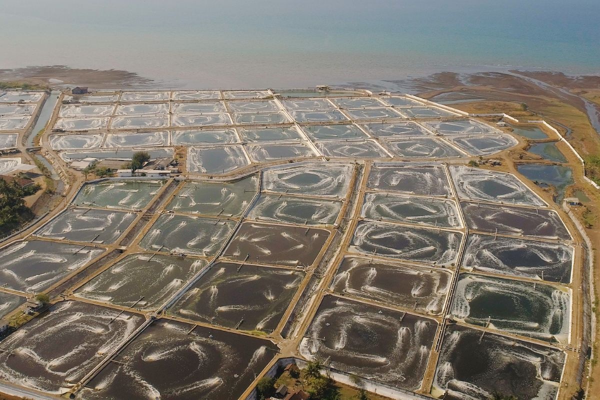 Mô hình nuôi tôm