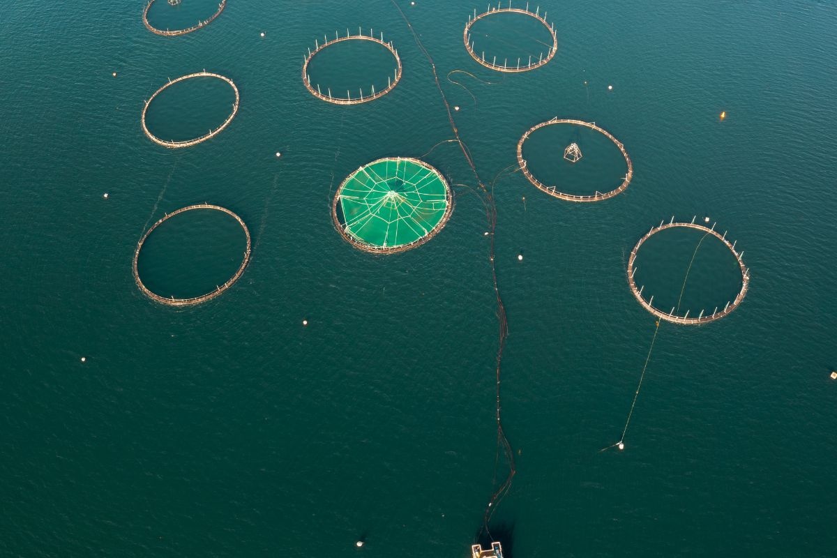 Nuôi trồng thủy sản