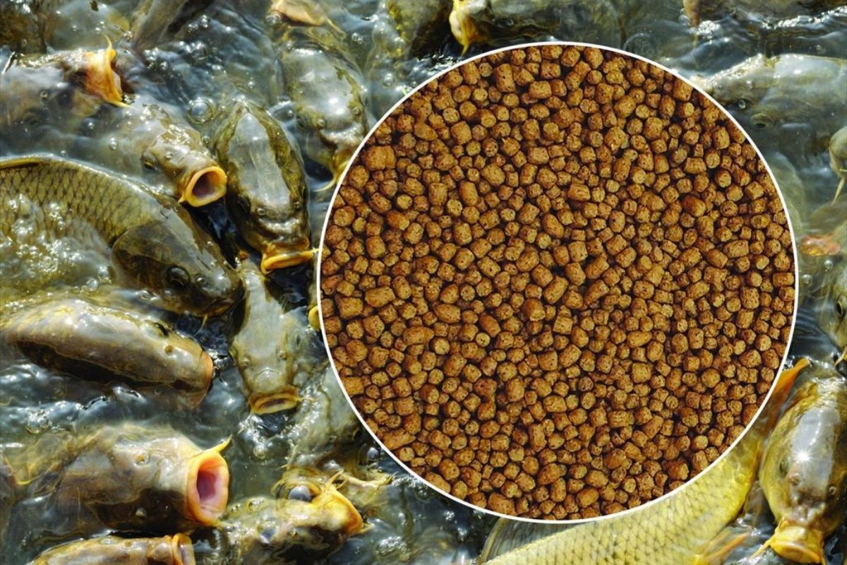 Thức ăn thủy sản