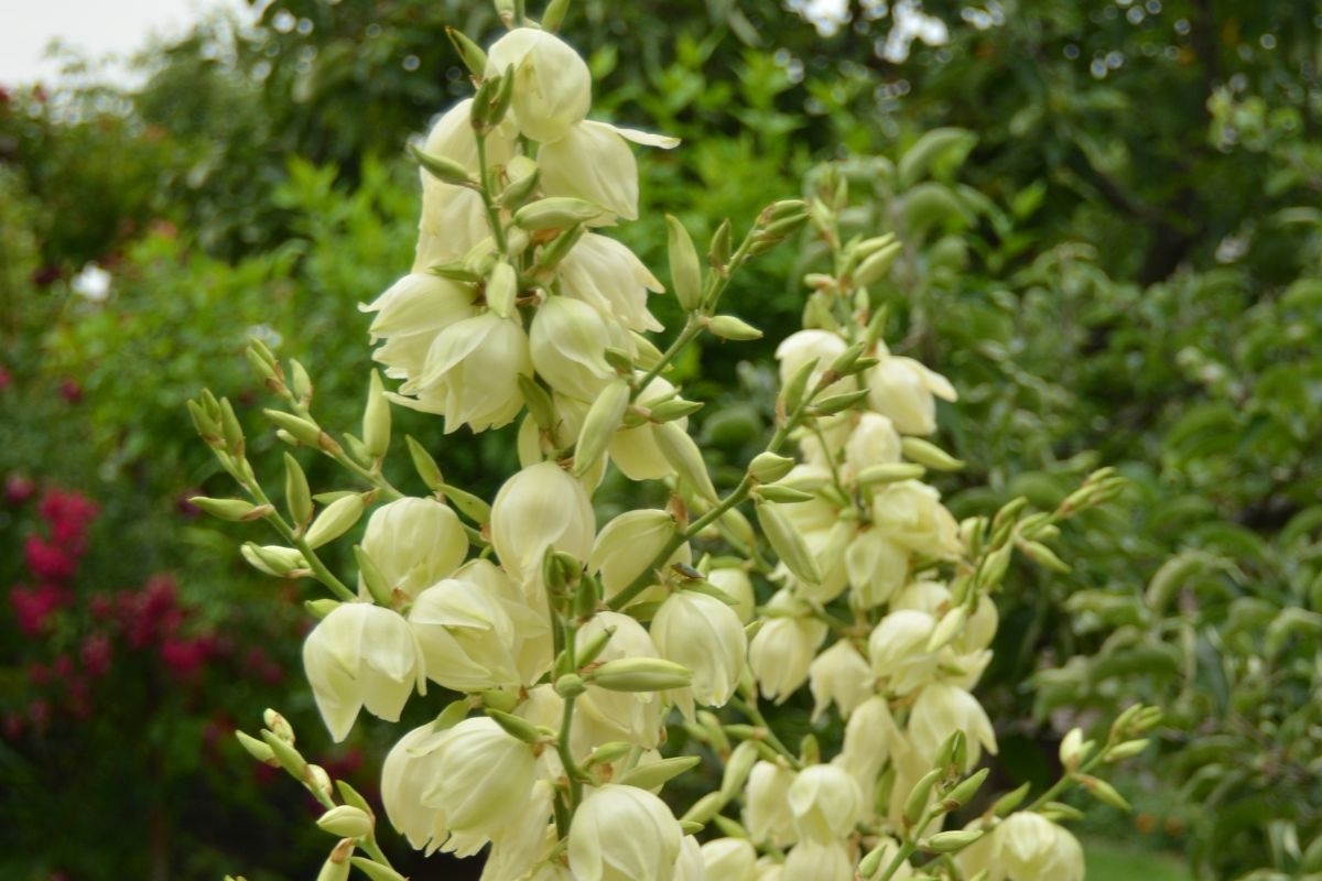 Cây Yucca