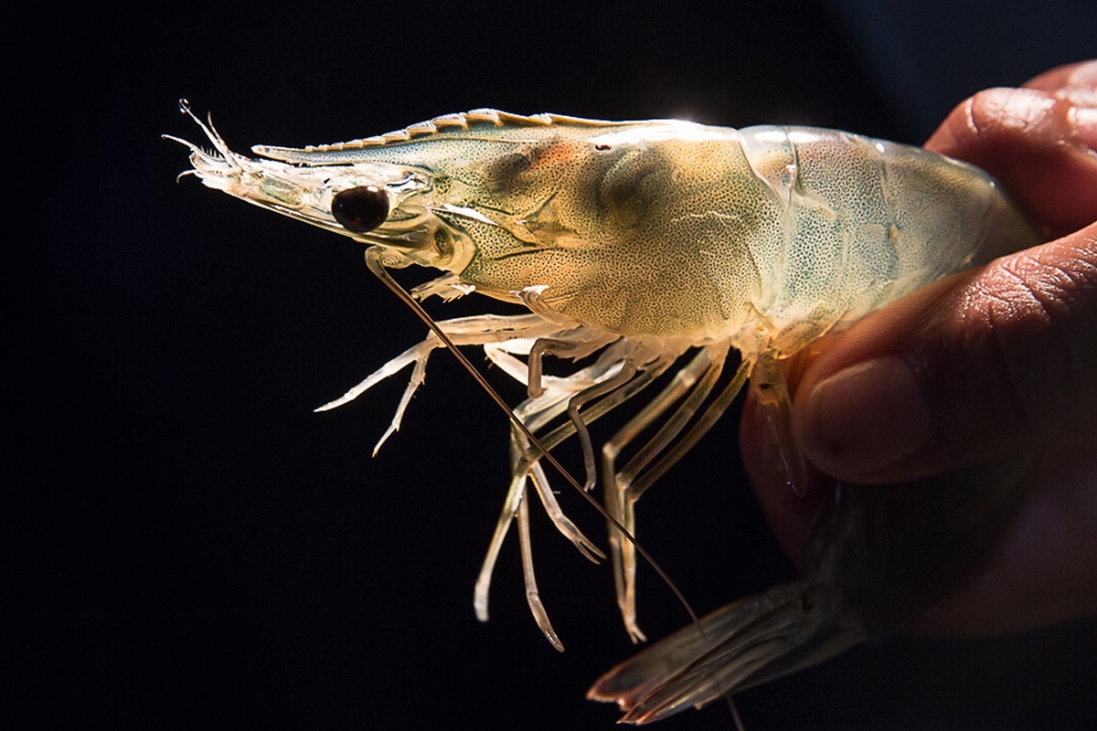 Gan tụy tôm thẻ