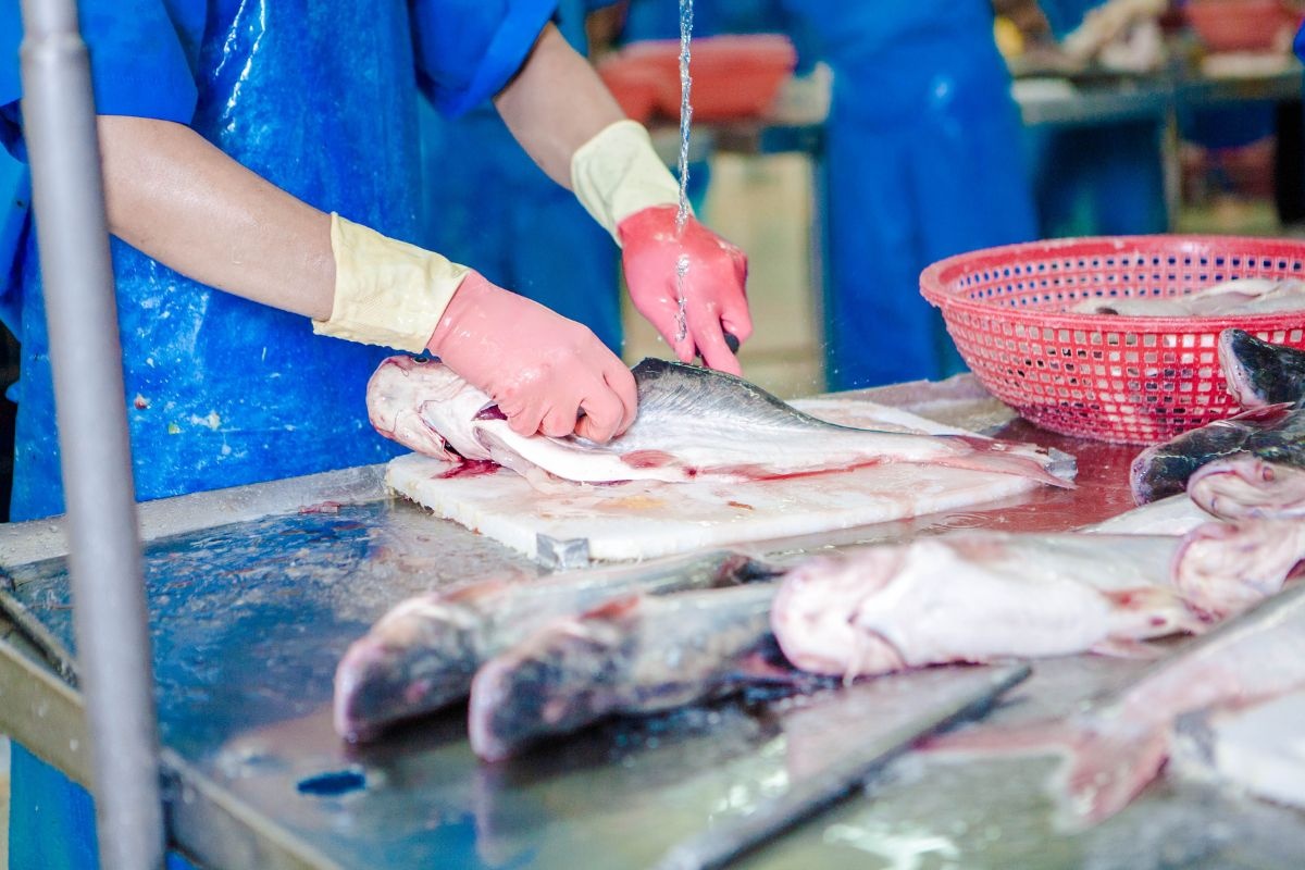 Chế biến cá