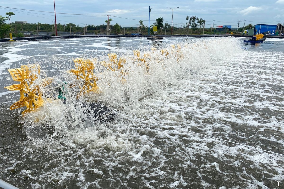 màu nước ao nuôi