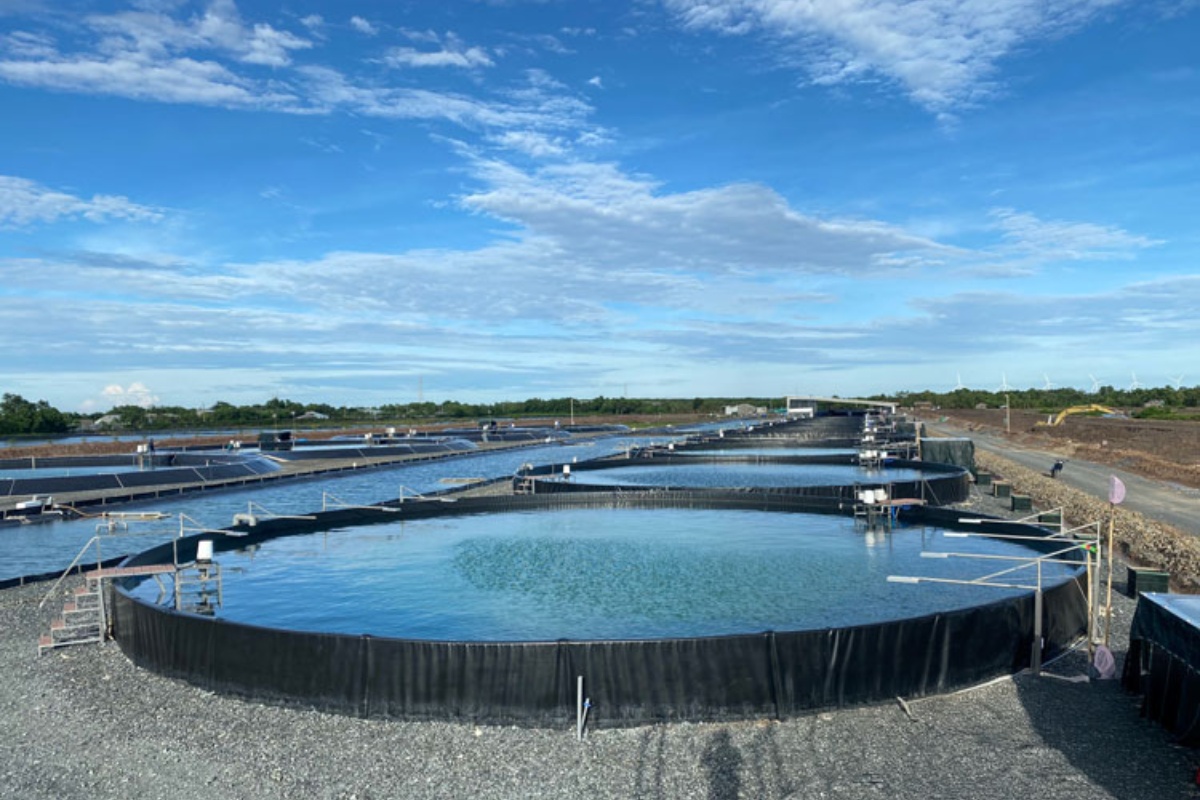 mô hình nuôi tôm