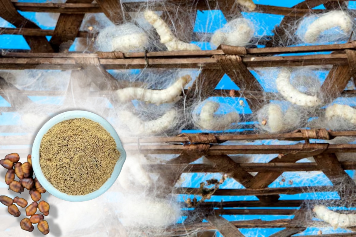 thức ăn từ tằm