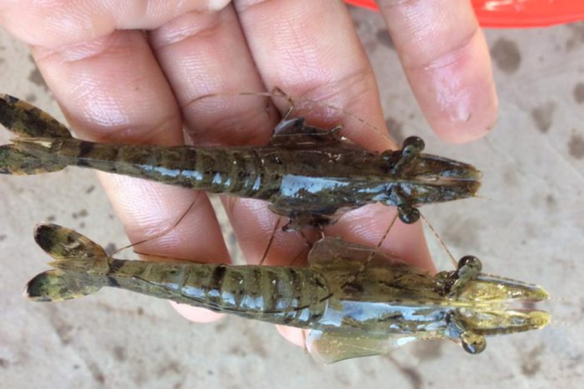 tôm bị vểnh mang