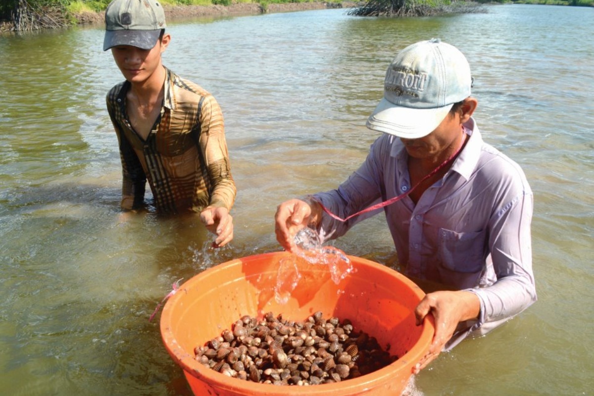 nuôi sò huyết và hàu