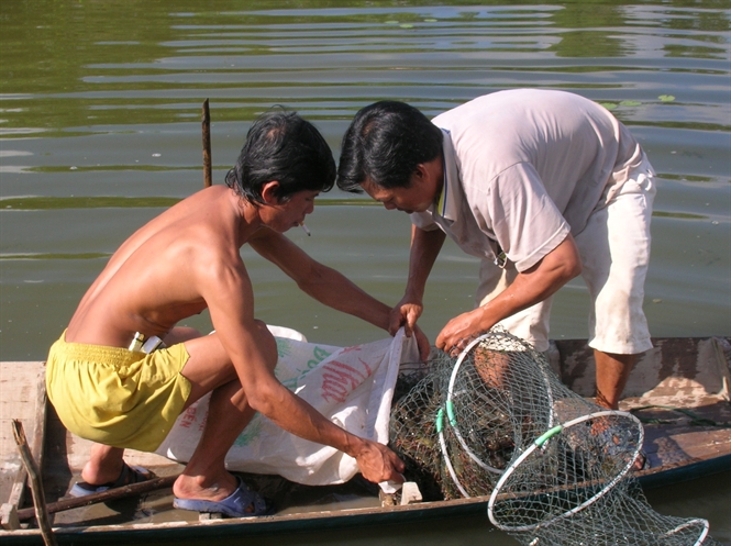 tôm sú Kiên Giang