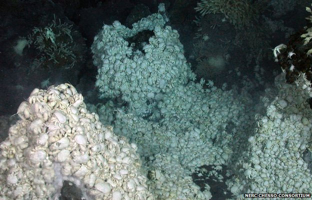 Cua “Hoff” bò đầy xung quanh các miệng phun thủy nhiệt