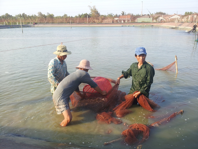 Thu hoạch tôm ở Bạc Liêu